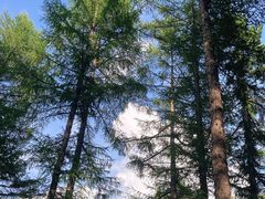 -塞罕坝国家级自然保护区