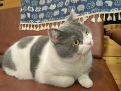 -MOCHA明星猫咖(田子坊店)