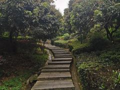 -大屏嶂森林公园