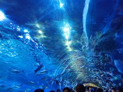 -华夏文旅海洋公园