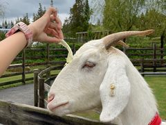 -前小桔亲子创意农场·草莓采摘·露营烧烤