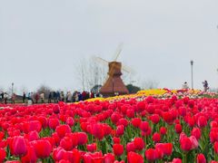 -杭州湾海上花田景区