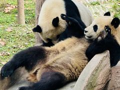 -中国大熊猫保护研究中心雅安碧峰峡基地