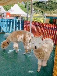 -萌宠亲子动物乐园(槐房万达店)