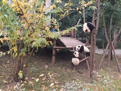 -成都大熊猫繁育研究基地