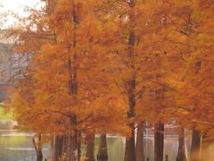 -白鹭湾湿地公园