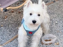 -瑞派·关忠动物医院·猫专科·犬专科(三环新城店)