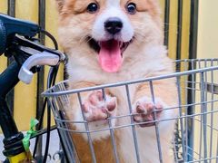 -Husky Go! 哈士奇体验馆·宠物咖啡厅狗咖