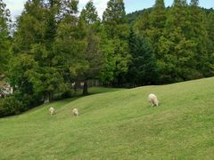 -神户市立六甲山牧场
