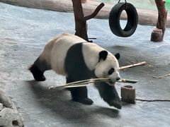 -青藏高原野生动物园