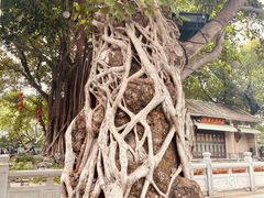 -荔湾湖公园