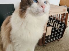 -泰国佛·塔罗·泰牌狐仙古曼