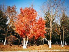 -长春世界雕塑园冰雪艺术天地