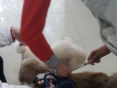 -申普宠物医院·眼科·心内科·影像科(普陀分院)