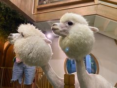 -藦茜花园宠物主题亲子互动体验馆(国顺东路店)