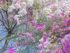 -深圳国际园林花卉博览园