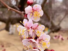 -鹫峰国家森林公园