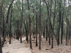 -抱犊崮国家森林公园