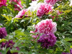 -莲花池公园