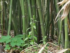 -皇家御河游(紫御湾码头)