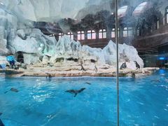 -帝企鹅自助餐厅•儿童岛•真企鹅(长隆企鹅酒店)