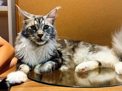 -瞄一喵猫咖(格力海岸店)