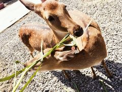 -鹿境梅花鹿生态园区
