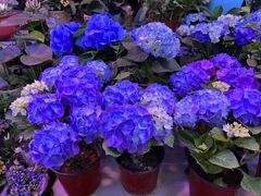 -花鸟鱼虫鲜花绿植市场(玉泉路店)