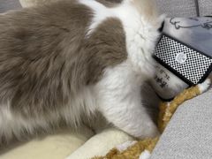 -瑞派康怡24h宠物医院·犬猫医疗中心·微创绝育(瑞景分院)