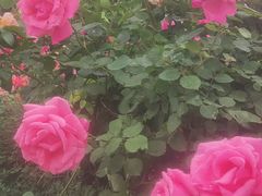 -莲花池公园