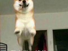 -HONGA HONGA雄家(曹路店)