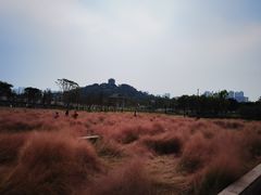 -王借岗森林公园