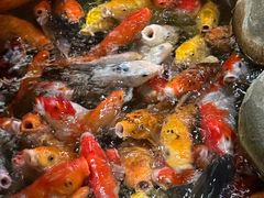 -上海大自然野生昆虫馆(东方明珠·爬宠昆虫探索中心)