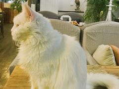 -吉丁鸟咖·异宠·寄养