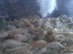 富贵虾-生生海鲜酒楼