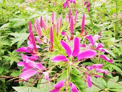 -广西壮族自治区药用植物园