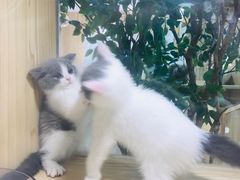 -屋虎猫馆(宝安大仟里店)