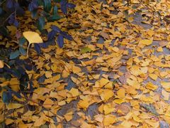 -三圣花乡旅游区