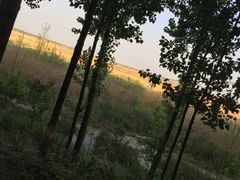 -白洋淀景区
