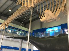 -上海海洋大学鱼文化博物馆(军工路校区)
