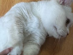 -瑞派宠物医院·犬猫全科·猫友好(宾水西道店)