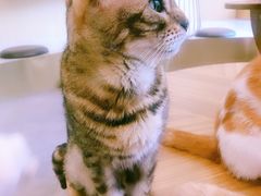 -飞行喵MR PILOT|猫舍·猫咖(静安大融城店)