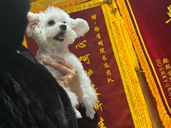 -北京派仕佳德动物医院·超导核磁·CT·神经科·骨科·内外科·急重症管理中心