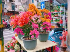 -溪岸路花鸟市场