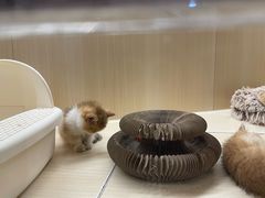 -momokira米努特·德文卷毛猫·棉花面纱犬