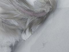 -爱洗澡的猫(望京店)