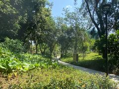 -王借岗森林公园