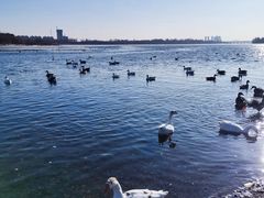 -沈阳鸟岛