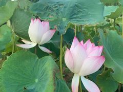 -厦门国家会计学院