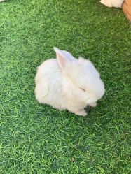 -萌宠亲子动物乐园(槐房万达店)